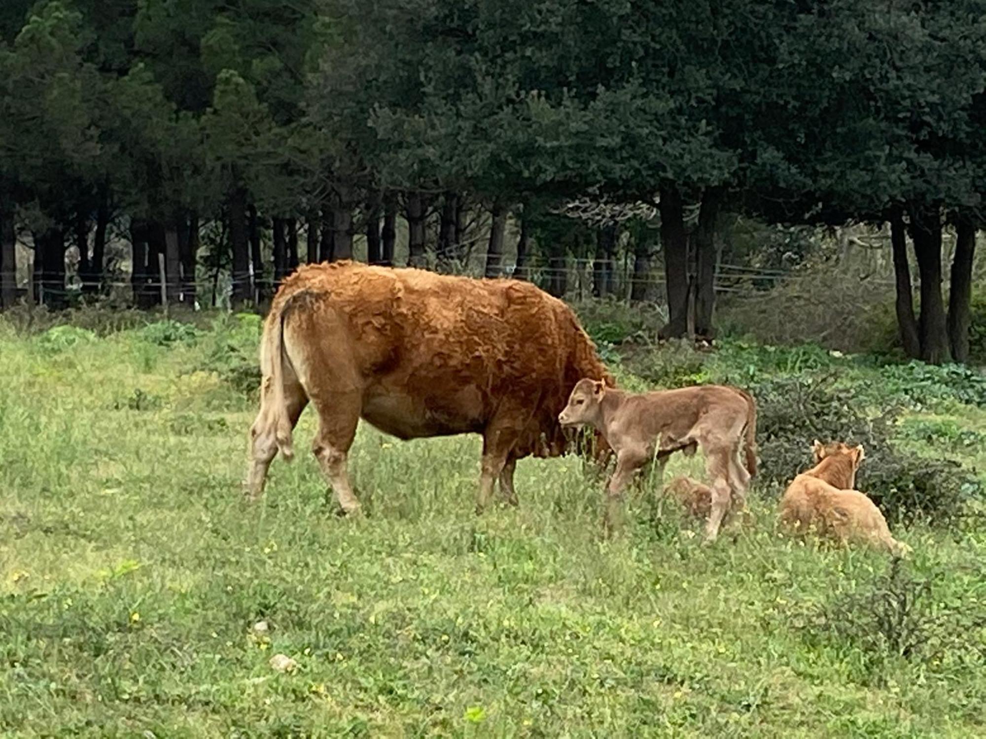 Casa Rural Can Jepet La Cellera de Ter Exterior foto